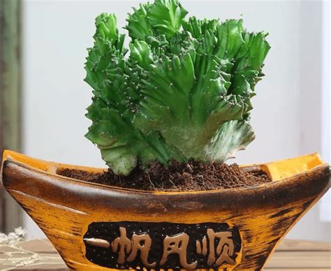 玉麒麟 植物|家有玉麒麟，这样来养护，一年长成吉祥麒麟盆景